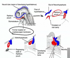 - from the ectoderm of the roof of the
stomatodeum. 
- The neurohypophysis (posterior lobe) develops as a downgrowth neuroectoderm (blue) of the neural
tube in the region of the developing hypothalalmus.