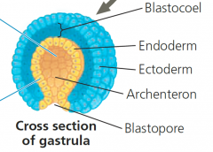 The endoderm-lined cavity, formed during the gastrulation process, that develops into the digestive tract of an animal