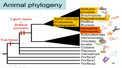 










The
only true protostomes,
with a spiral development are the Mollusca, the Annelida and the platyhelminthes.