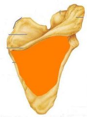Name the components of the scapula