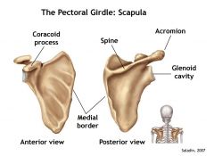 Coracoid process
Acromion (tip)
Glenoid cavity (inlet)
Spine (Arch across)