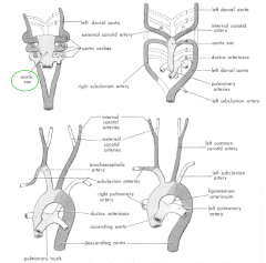1. Gives rise to 
- pulmonary trunk artery
- Ascending aorta

2. Connects the Truncus arterosus with the aortic arches, which develop into the arteries in the chest and neck.
