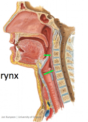 Epiglottis to the top of the cricoid cartilage