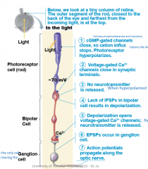 1) cGMP-gated channels close, so cation influx stops. Photoreceptor hyperpolarizes

2) Voltage-gated Ca++ channels close in synpatic terminals

3) No neurotransmitter is released

4) Lack of IPSPs in bipolar cell results in depolarization

5) Dep...