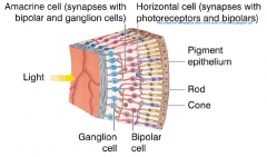 Synapses with bipolar and ganglion cells