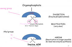 the leaving group permanently inhibits AChE selectively but not specific to ectoparasites.

normally the AChE is inhibited by an ACh for a short time before being hydrolysed ( reactivated). Organophosphates bind permanently and they phosphorylat...