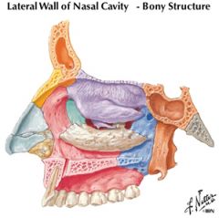 anterior nasal spine