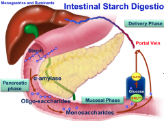 Describe intestinal starch digestion.