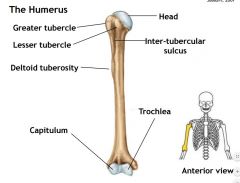 Lateral inferior cartilage area of humerus