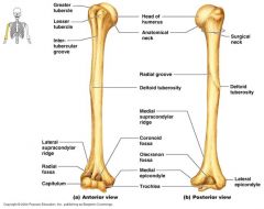 Inferior and Posterior Area of humerus