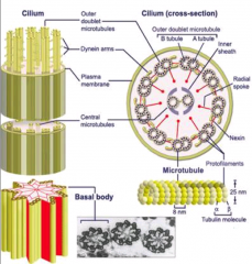 - 9 microtuble doublets ring around periphery of cilia
-- one of which is incomplete and shares portion of wall w the other microtubules
-- doublets linked by nexin
- 2 microtubles at the center of the microtubule
-- radial spokes bind the out...