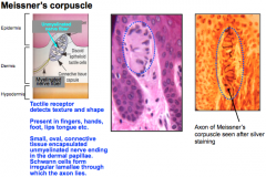 Meissner's corpuscle