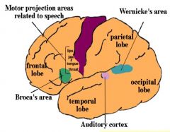 Region in the frontal lobe of one hemisphere (usually the left) of the hominid brain with functions linked to speech production.