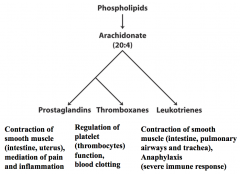 - Arachidonate --> leukotrienes by lipoxygenase.


- Arachidonate --> prostaglandins and thromboxjnes by cyclooxygenase.