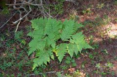 found in woodlands and moist open areas--triangle leaves reaching two-three feet high--
