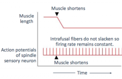 1) alpha motor neuron fires and gamma motor neuron fires


2) muscle and intrafusal fibers both contract


3) stretch on centers of interfusal fibers unchanged, firing rate of afferent neuron remains constant