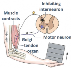 Golgi tendon muscle contraction hpic