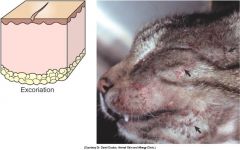 a secondary skin legion.
erosions or ulcers caused by self trauma. usually linear. ( by -scratch/rub/bite generally shows there is pruritis or pain )
