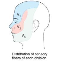 The highlighted areas in this diagram contain sensory nerve fibers that are associated a Cranial Nerve.  Please give its name and #.
