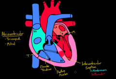 Parts of interventricular septum:i)Membranous (thinner)


ii)Muscular (thicker)