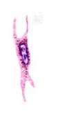 Stationær
Stammer fra mesenkymet (væv fra mesoderm som er det midterste af de tre kimblad i fosterdannelsen)
Ligner små fibroblaster og fungerer som stamceller der kan regenerere alle andre celler
I fosteret producerer de cytokiner og vækstfa...