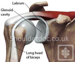 fibrocartilaginous rim that deepens glenoid cavity and stabilizes GH joint
-long head of biceps mm is continuous with labrum