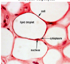 Stationær
Producerer leptin, kemisk energi og regulere mængden af adipøst væv.

Ved en multicelluær er der flere fedtdråber i samme celle. Det kaldes brunt fedt og har høj koncentration af cytokromer. Deres rolle er at producerer thermogen...
