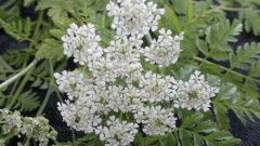 weed with branching stems, leaves, and clusters of white flowers--grows along roadsides or open uncultivated areas