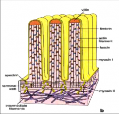 contain a core of actin filaments 
- anchored to villin in tip 
- extend downward to apical cytoplasm and anchors to horizontal actin fibers in the terminal web
-- stabilized by spectrin (anchors term web to apical cell membrane)
- actin filam...