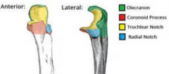 anterior projection of the ulna
distal attachment of brachialis 

proximal attachment of pronator teres
proximal attachment of FDS