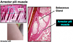 Arrector pili muscle