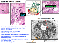 Eccrine Sweat gland

- Have surrounding myoepithelial cells
- Secrete by exocytosis from granules (merocrine)