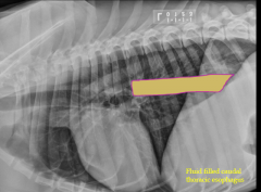 survey radiographs of cervical and thoracic region - includes base of tongue
contrast studies
esophagus normally not detectable in survey radiographs
small volume of gas within the esophagus can be seen with - aerophagia, swallowing, sedation/a...