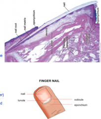 Epidermis and dermis

superficial layer of the nail plate

The union between the nail and nail plate at the finger tip