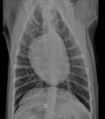 survey radiographis
location 
-limit in esophageal distension
-thoracic inlet
-base of the heart
-cranial to the diaphragm
-non-obstructive foreign bodies in pharyngeal region

barium study
-esophageal perforation-contraindication: pneumo...