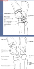 Lateral view

tarsocrural joint = tarsotibial joint