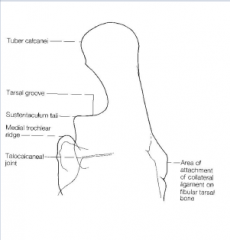 skyline view
highlights:
sustenaculum tali
tarsal groove (DDF and tendon sheath)
tuber calcanei
proximal aspect of medial trochlear ridge