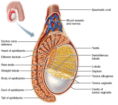 Which of the following is housed within the spermatic cord?
A. epididymis
B. rete testis
C. testicular arteries and veins
D. seminiferous tubules
