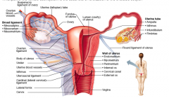What part of the female duct system is the usual site of fertilization of the ovulated oocyte?
A. cervical canal
B. vagina
C. uterus
D. uterine (fallopian) tube