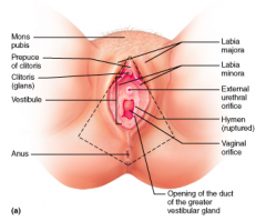 Which structure of the female's external genitalia has erectile tissue like the penis?
A. vulva
B. mos pubis
C. labia majora
D. clitoris