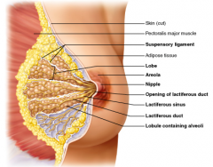 What part of the breast produces milk?
A. lactiferous ducts
B. alveoli
C. lactiferous sinus
D. areola