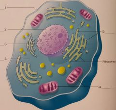 1) cell membrane