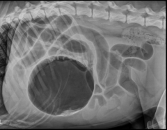 gastric malpositioning
radiographic appearance varies
-type and degree of rotation
-amount of distension
rotates clockwise
pylorus shifts dorsally, cranially and left
spleen follows greater curvature of the stomach
-to the right
-gastrospl...