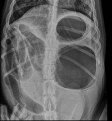 gas and fluid distension of the stomach
pylorus displaced dorsally and to the left
-right lateral view
compoartmentalization
-soft tissue bands
-folding of stomach on itself
pneumoperitoneum
-gastric perforation
pneumatosis
-wall necrosis...