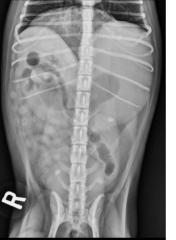 radiographic appearance is variable
-depends on underlying cause, duration of the disease, clinical presentation
fluid distended stomach
delayed gastric emptying
frequent vomiting may cause pyloric obstruction to appear as a normal stomach
el...