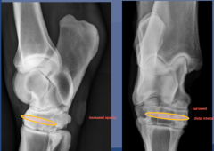 DJD

joint space narrowing - distal intertarsal joint

increased opacity,