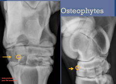 DJD
Osteophytes
DP view and lateral view

proximal 3rd tarsal bone

distal central tarsal bone