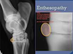 DJD
Enthesopathy

commonly on horses can be incidental

proximal 3rd metatarsal bone, small spike of bone production
joint space well defined, distinctly marginated