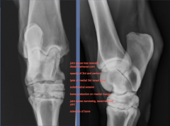 joint space loss laterally
distal intertarsal joint

opacity of 3rd and central tarsal bone
lysis of medial 3rd tarsal bone
subchondral erosion

joint space narrowing, tarsometatarsal joint

sclerosis of bone