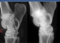 DJD

lateral view


osteophyte
erosive changes 
no distinct joint space
sclerosis of 3rd and central tarsal bone